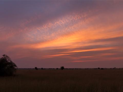 Bird Photography; Wildlife Photograph;
