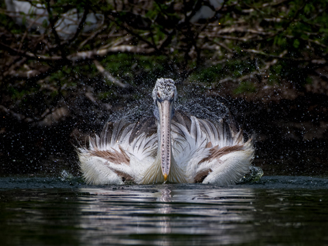Bird Photography; Wildlife Photograph;